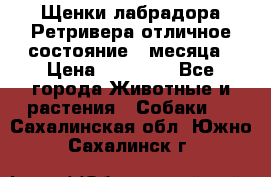 Щенки лабрадора Ретривера отличное состояние 2 месяца › Цена ­ 30 000 - Все города Животные и растения » Собаки   . Сахалинская обл.,Южно-Сахалинск г.